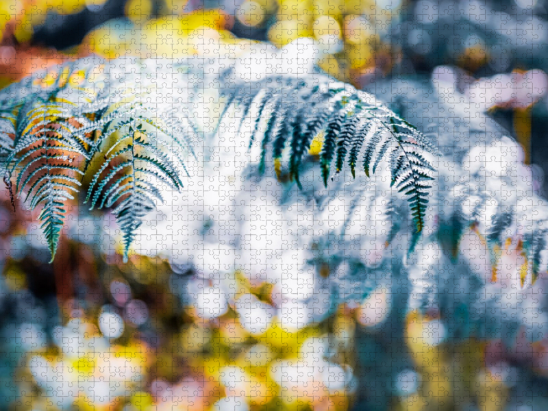 Farnwedel im Lichtertanz