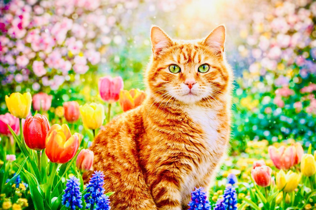 Rote Katze im sonnigen Garten