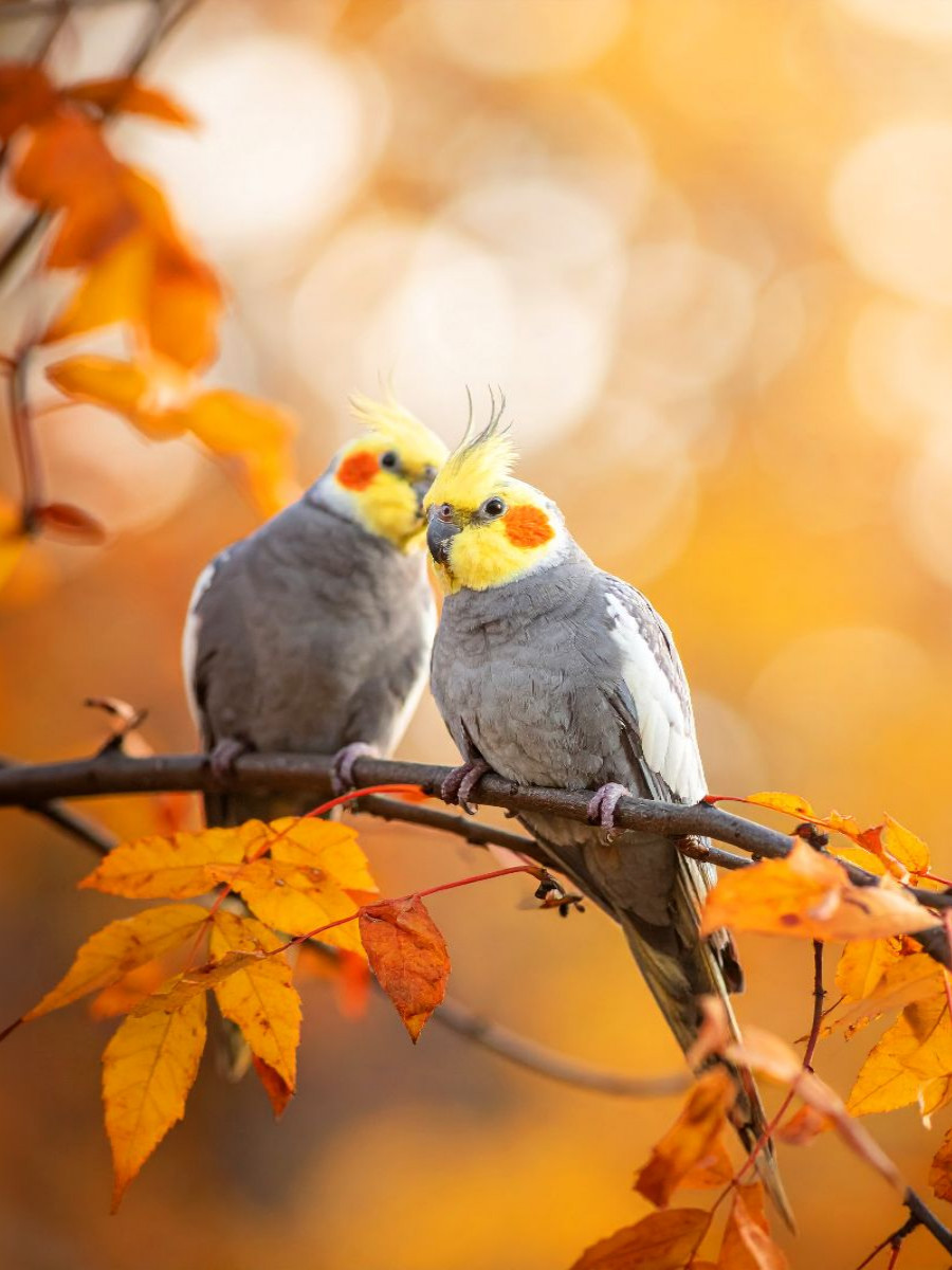 Nymphensittiche im Herbstlaub