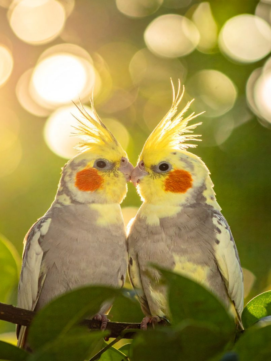 Freunde im Busch - Nymphensittiche