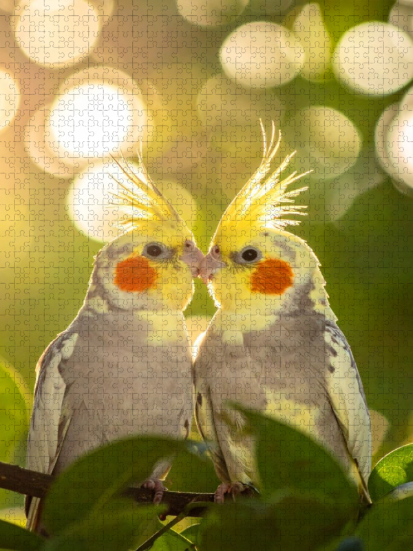 Freunde im Busch - Nymphensittiche