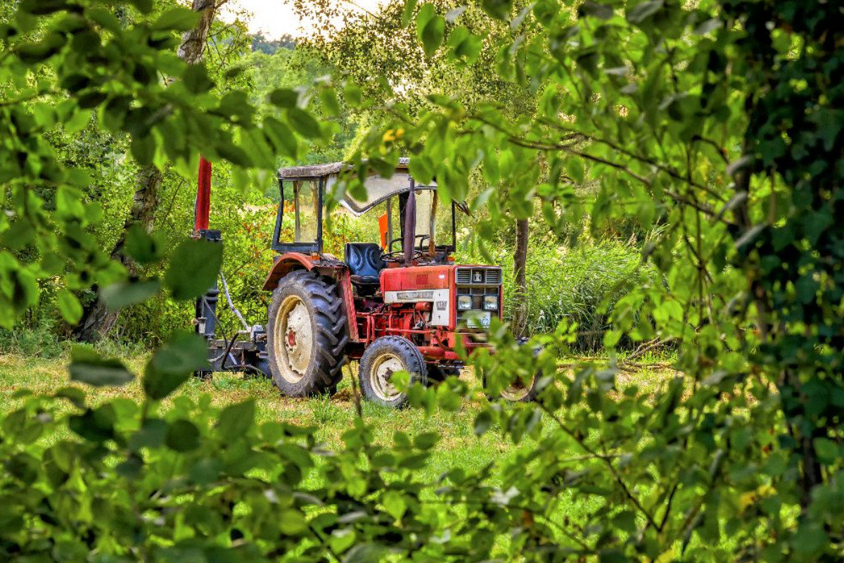 Verlassener alter roter Traktor am Feldrand schaut durch grünes Blattwerk
