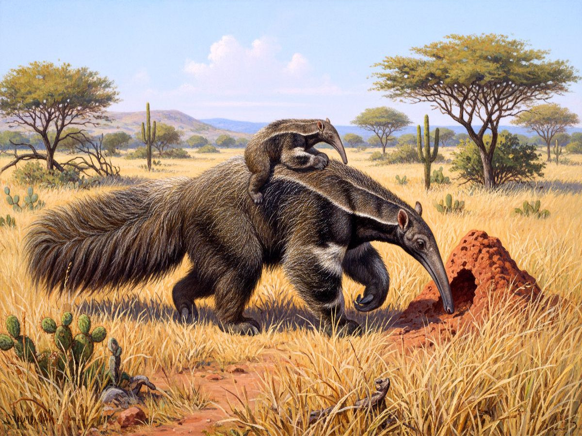 Ameisenbär mit Jungtier