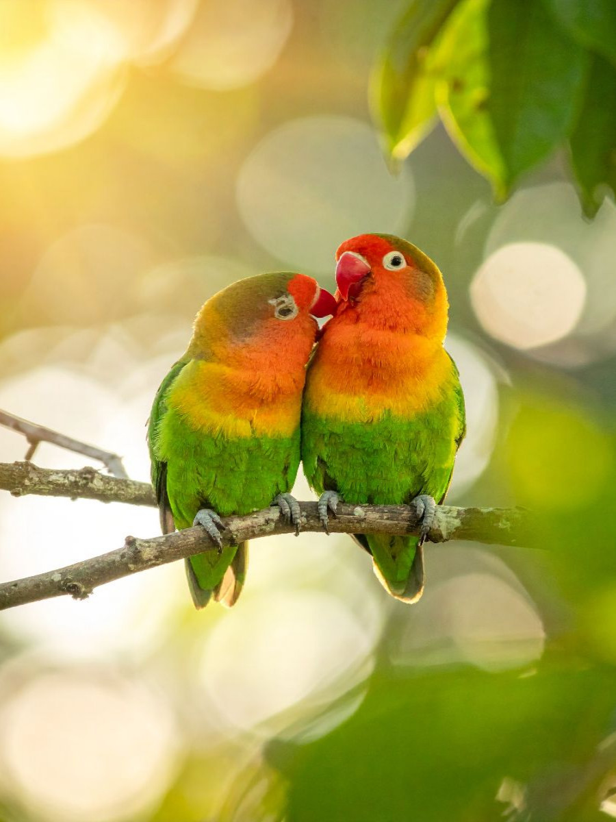 Im Herzen des Sommers vereint - Lovebirds