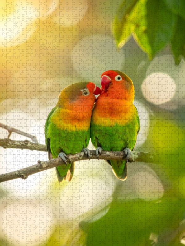 Im Herzen des Sommers vereint - Lovebirds