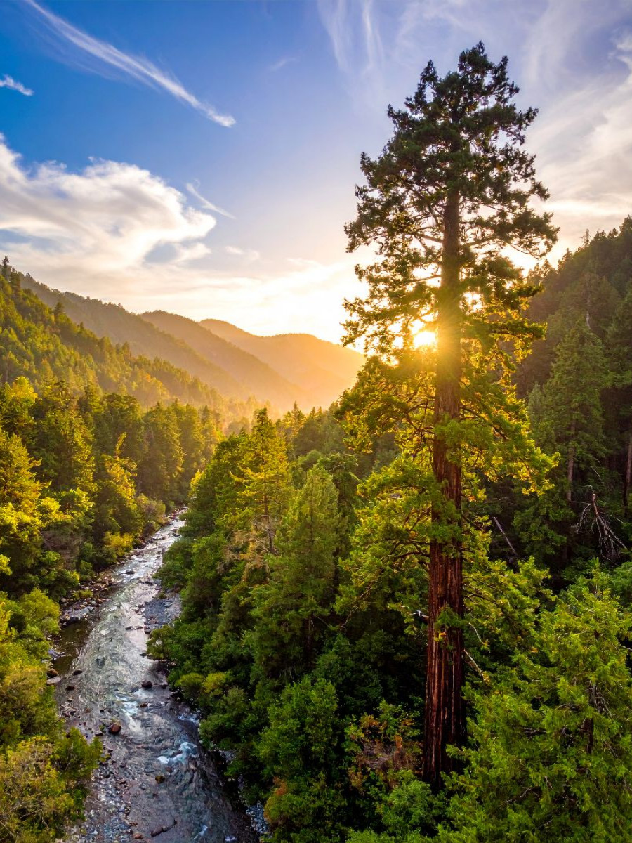 Sonnenaufgang hinter Mammutbaum
