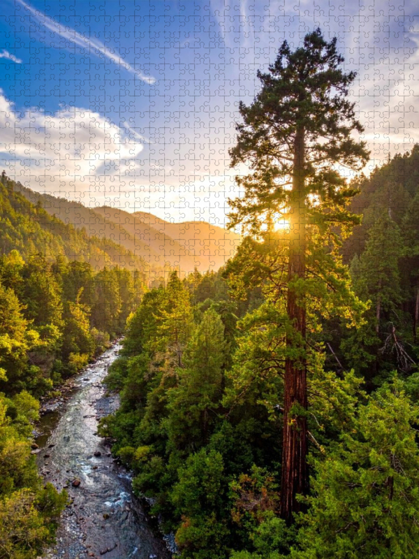 Sonnenaufgang hinter Mammutbaum