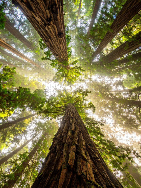 Der Blick hinauf - Mammutbäume