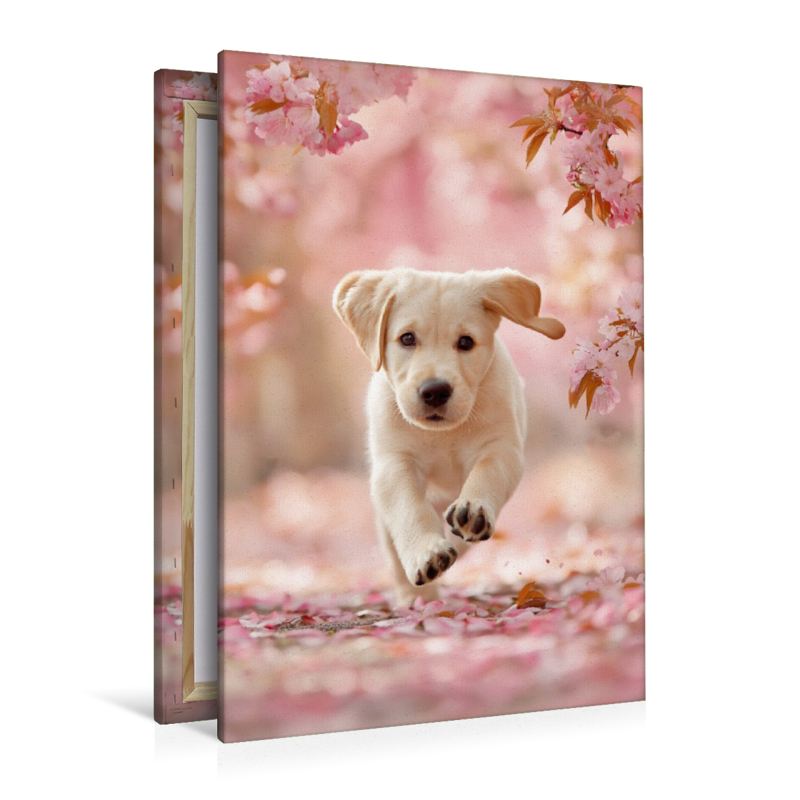 Lebensfreude hat einen Namen, Labrador