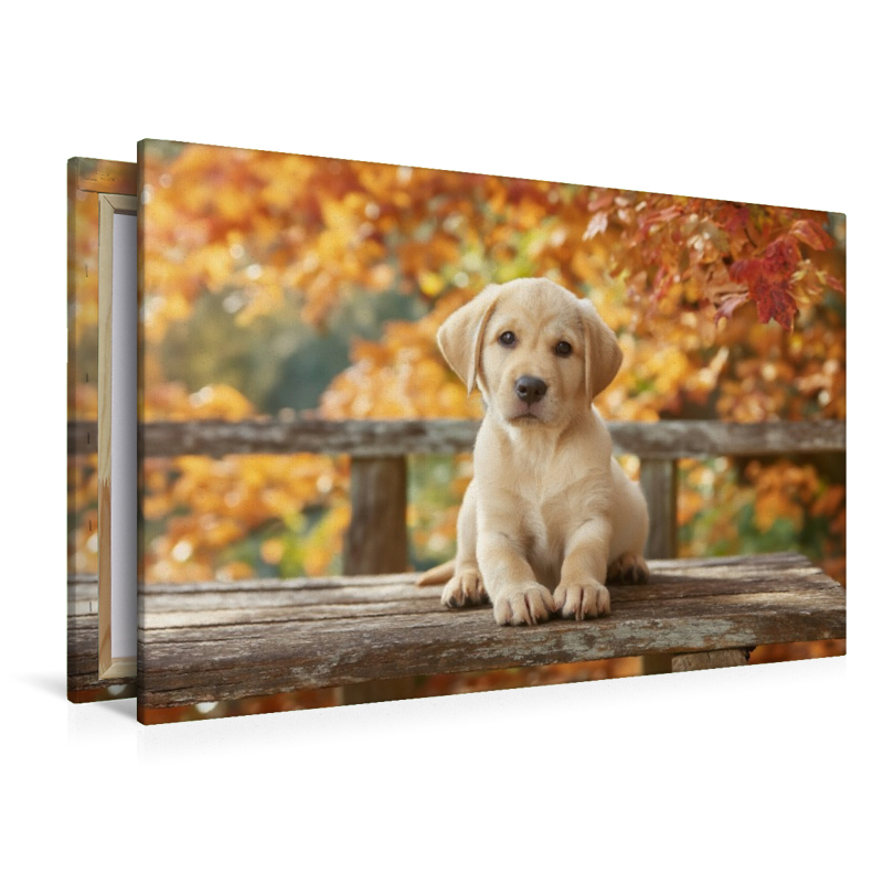 Einfach sein, einfach glücklich, wie ein Labrador