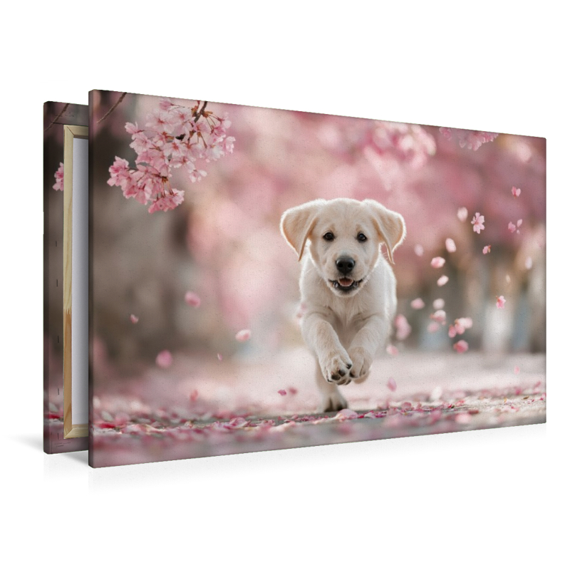 Spielen, lieben und leben, ganz Labrador