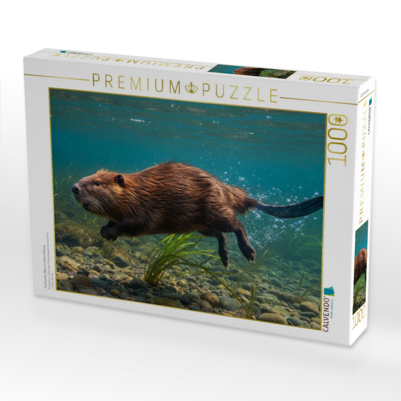 Tauchender Biber im klaren Wasser