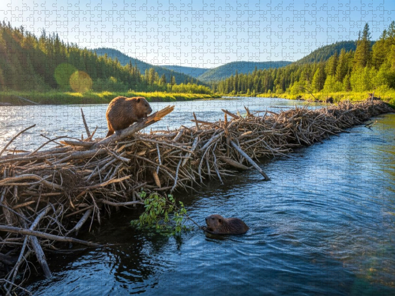Verbesserungen sind immer nötig - Biber am Staudamm