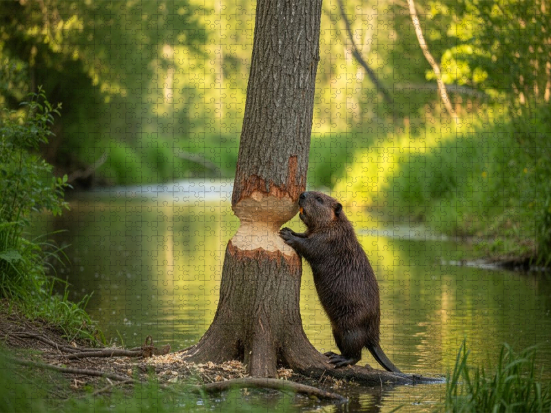 Fast geschafft - Biber mit Baumstamm