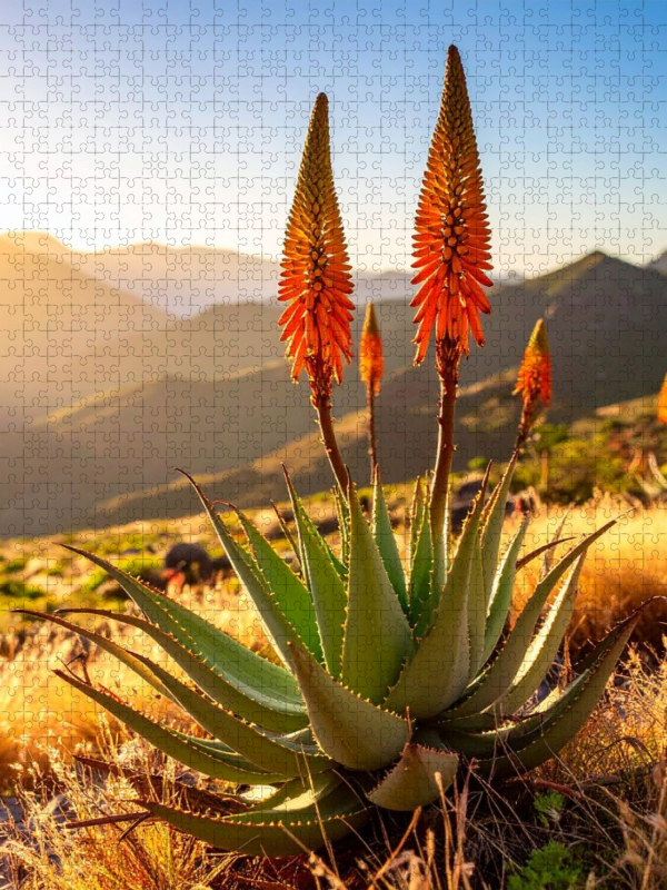 Blühende Aloe in natürlicher Umgebung