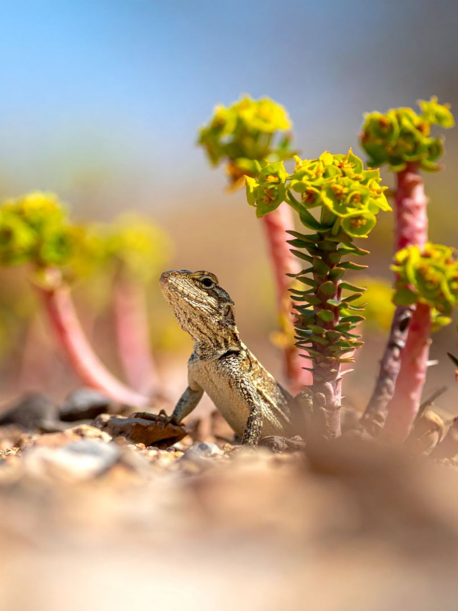 Euphorbia Sukkulente und Eidechse