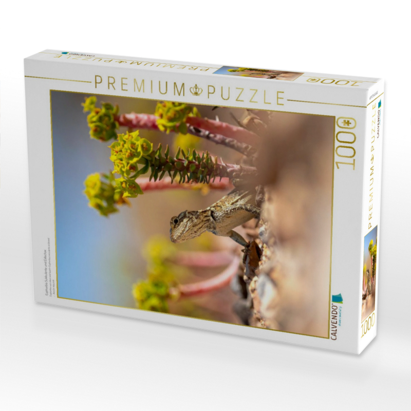 Euphorbia Sukkulente und Eidechse