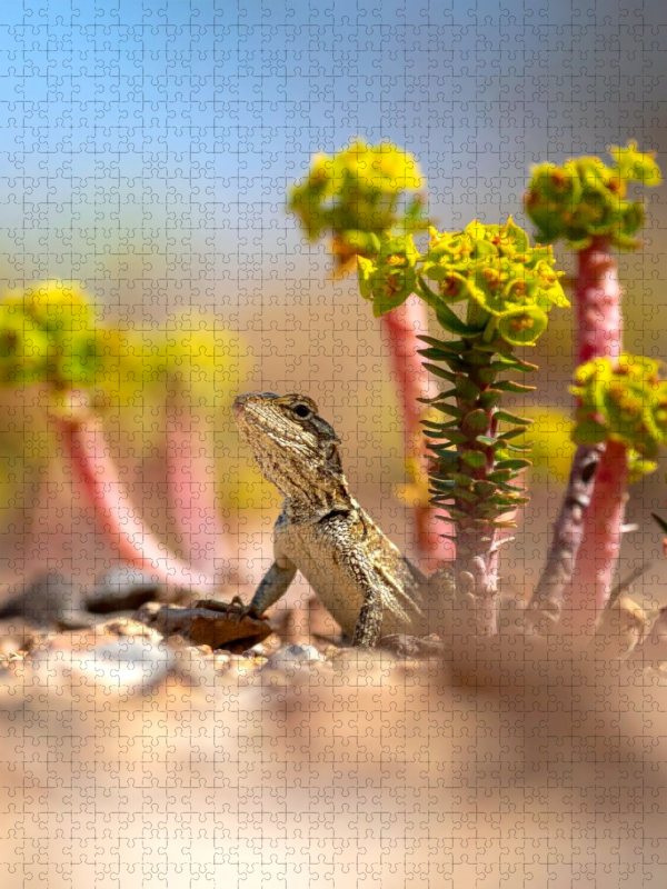Euphorbia Sukkulente und Eidechse