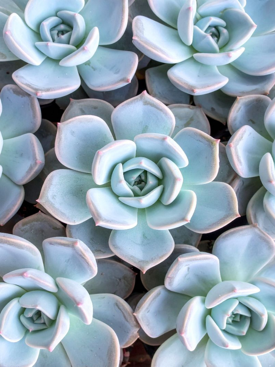 Echeveria Sukkulenten von oben