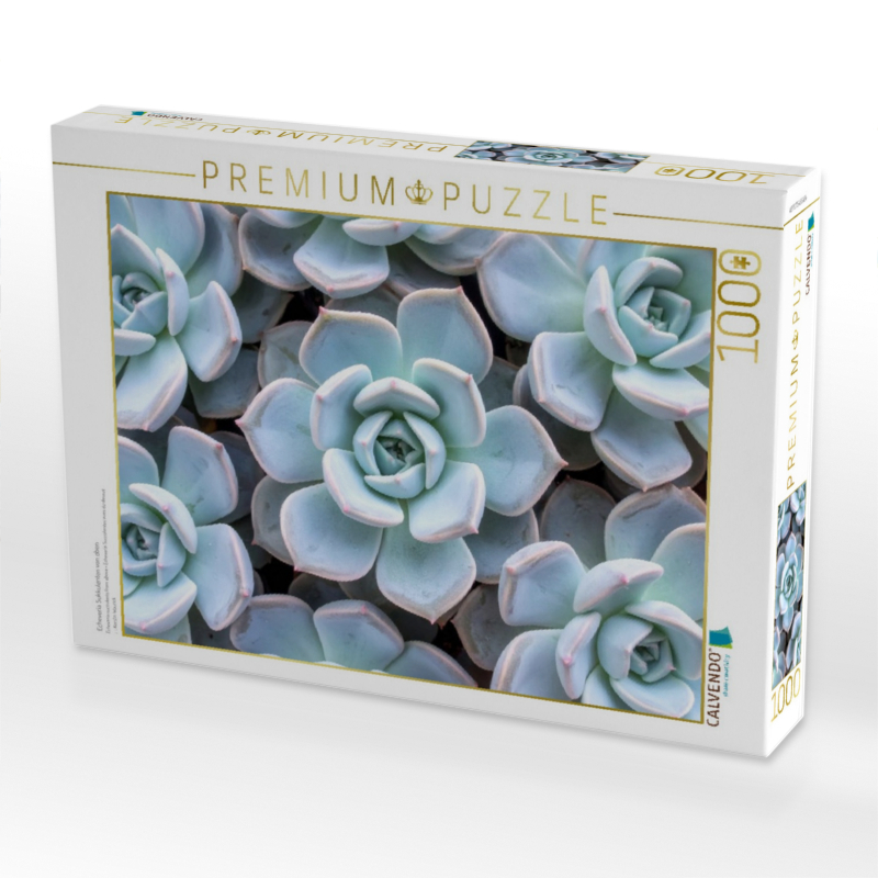 Echeveria Sukkulenten von oben