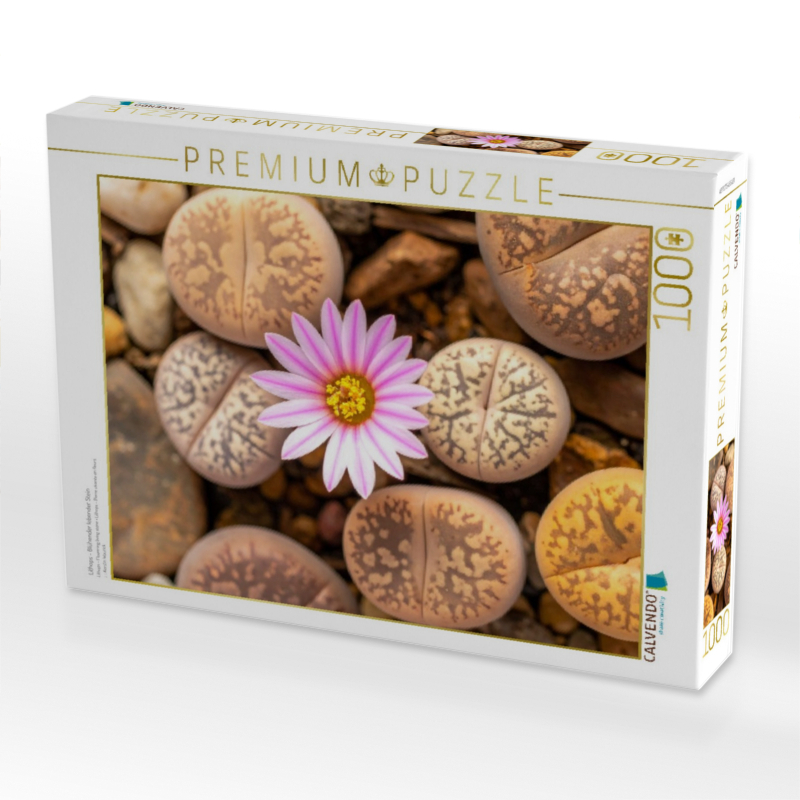 Lithops - Blühender lebender Stein