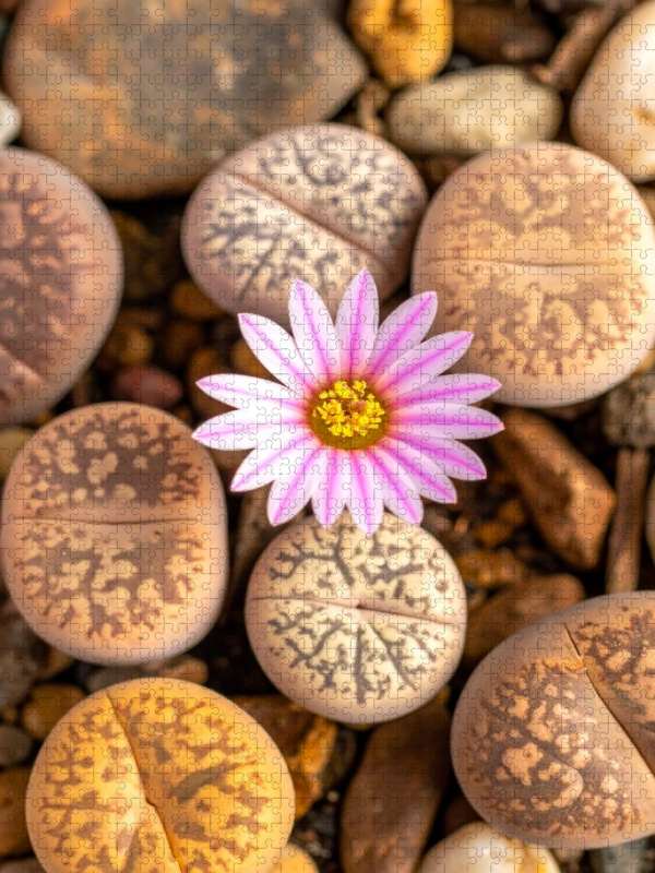 Lithops - Blühender lebender Stein
