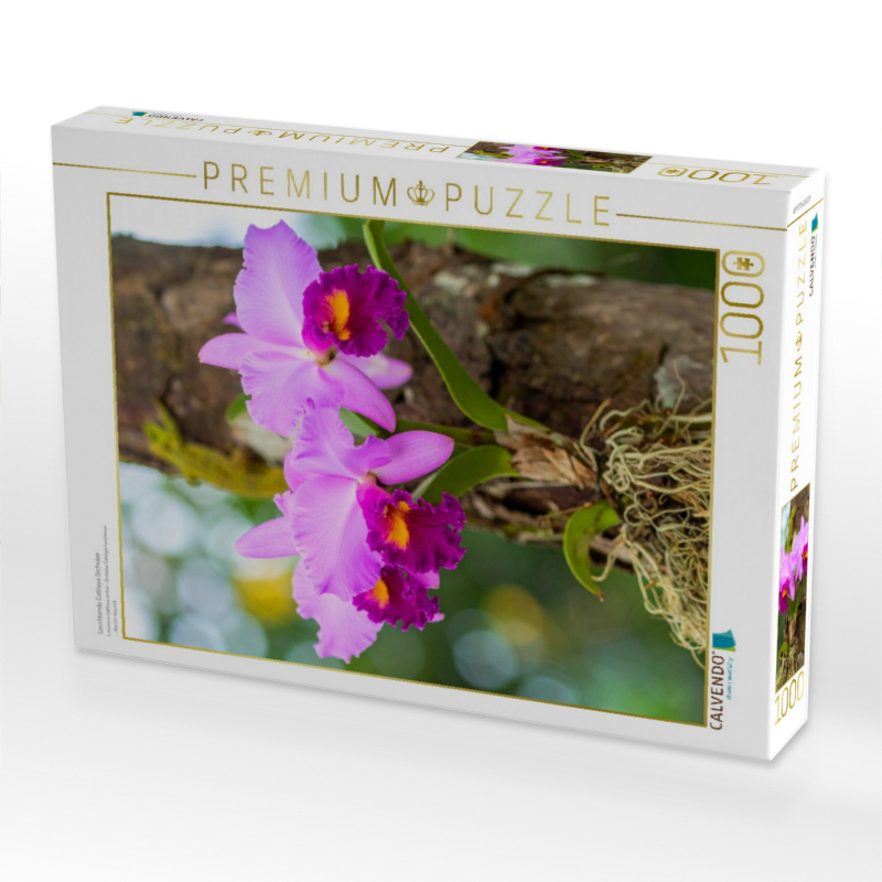 Leuchtende Cattleya Orchidee