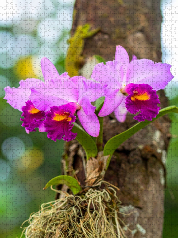 Leuchtende Cattleya Orchidee