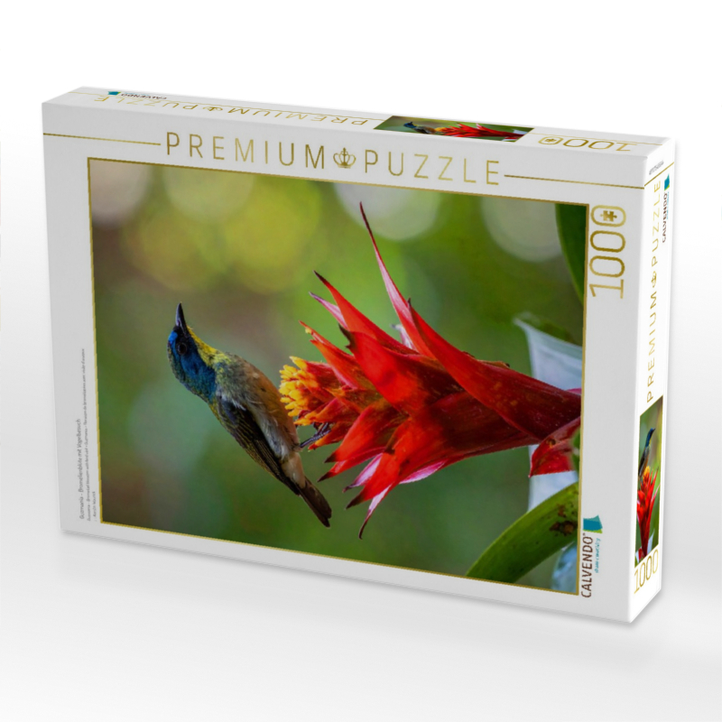 Guzmania - Bromelienblüte mit Vogelbesuch