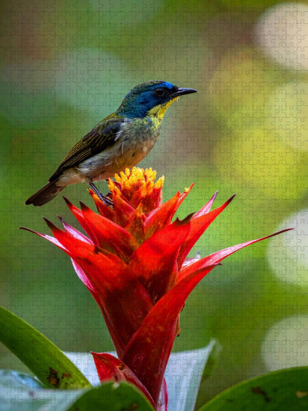 Guzmania - Bromelienblüte mit Vogelbesuch