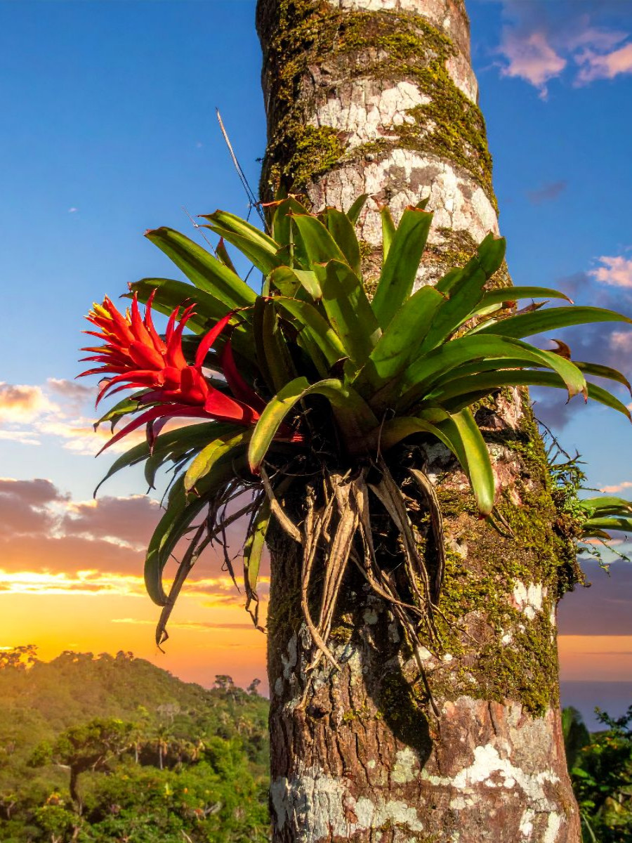 Blühende Bromelie an einem Baum