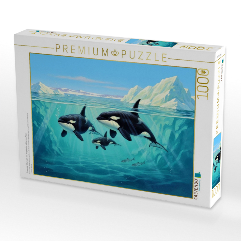 Orcas oder Killerwale mit Jungtier im arktischen Meer