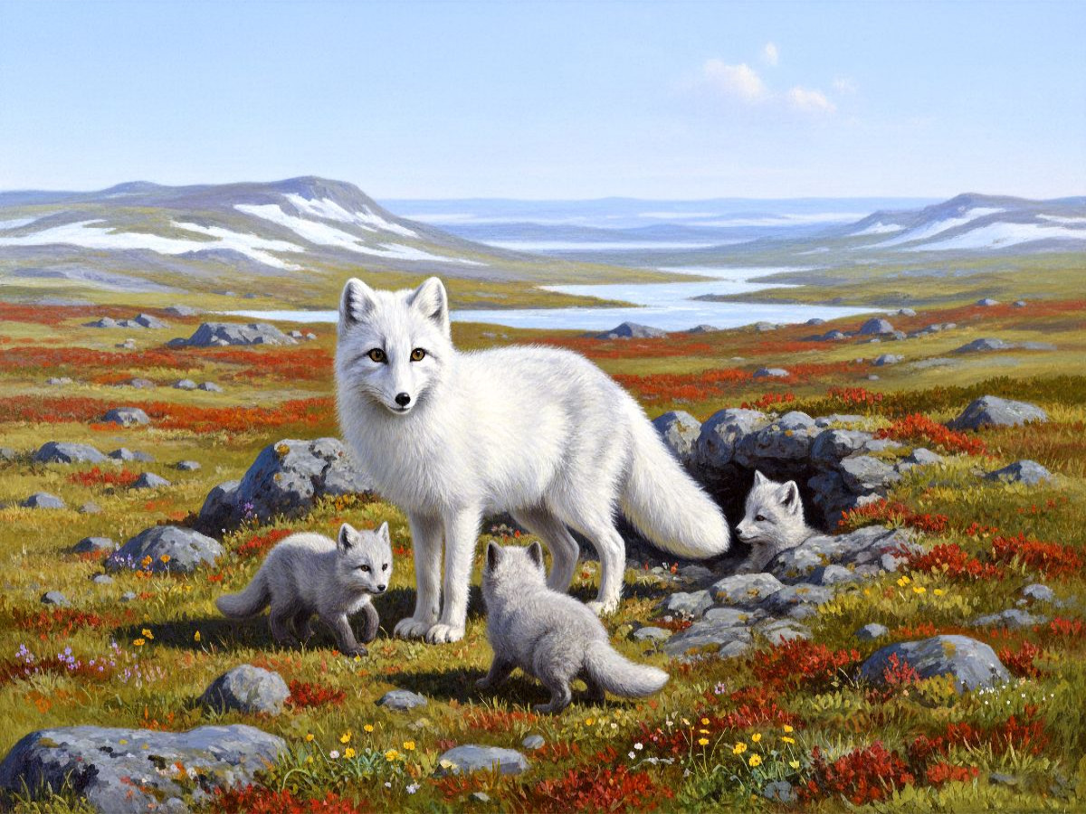 Polarfuchs mit Jungtieren in der Tundra