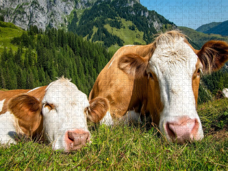 So haben sie es gern