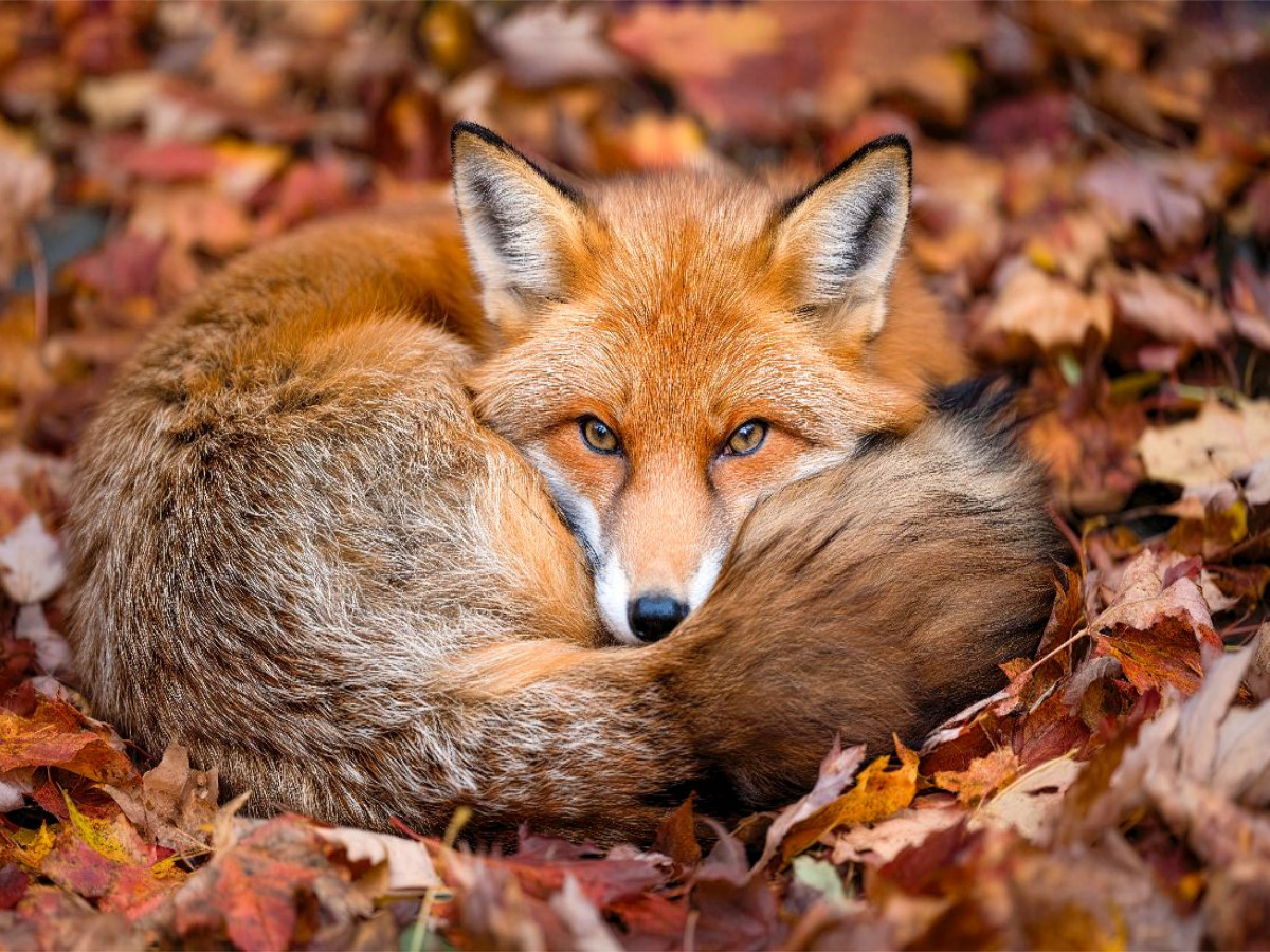 Ein Kuschelplätzchen