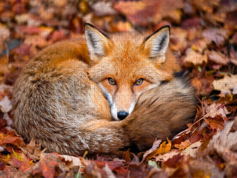 Ein Kuschelplätzchen