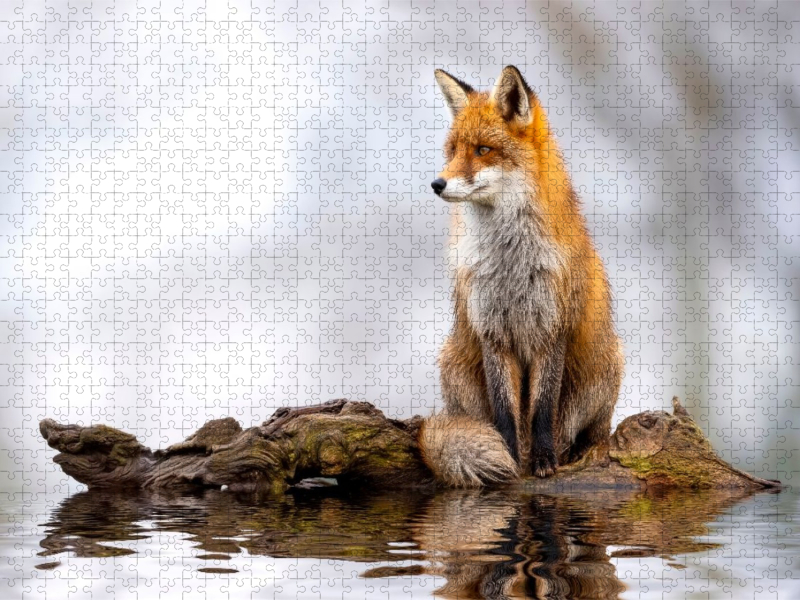 Ein berührender Anblick - magisch und wunderschön