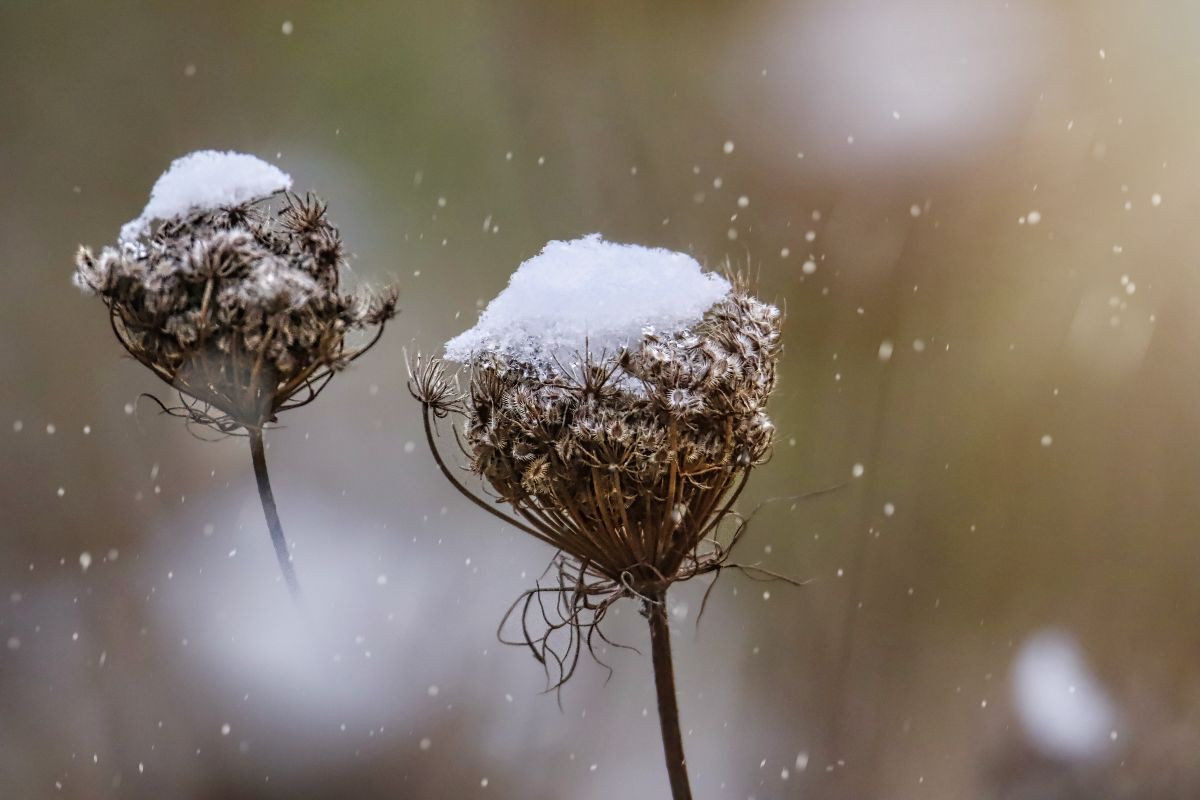Wilde Möhre im Winter