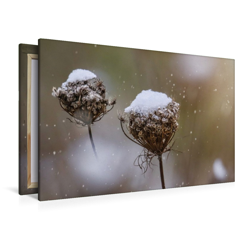 Wilde Möhre im Winter