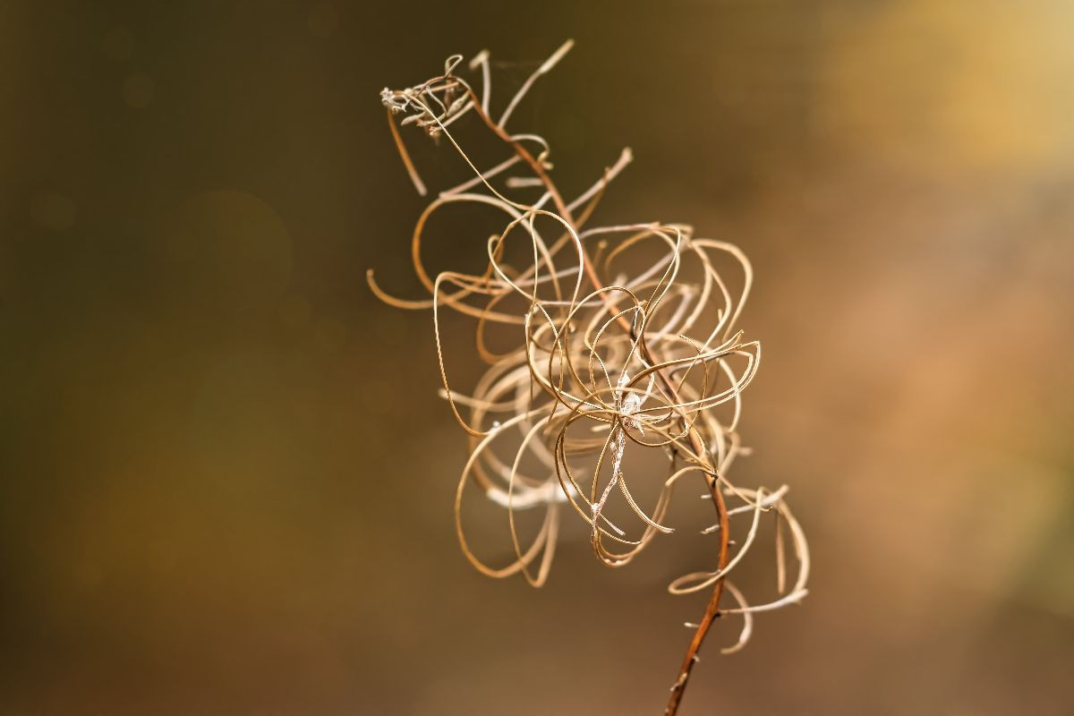 Verblühtes Weidenröschen