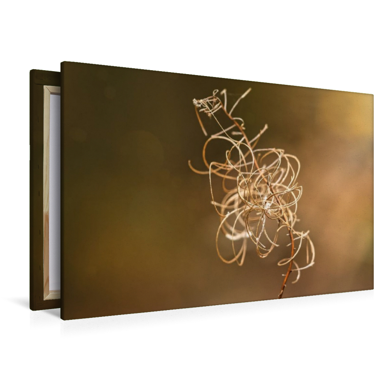 Verblühtes Weidenröschen