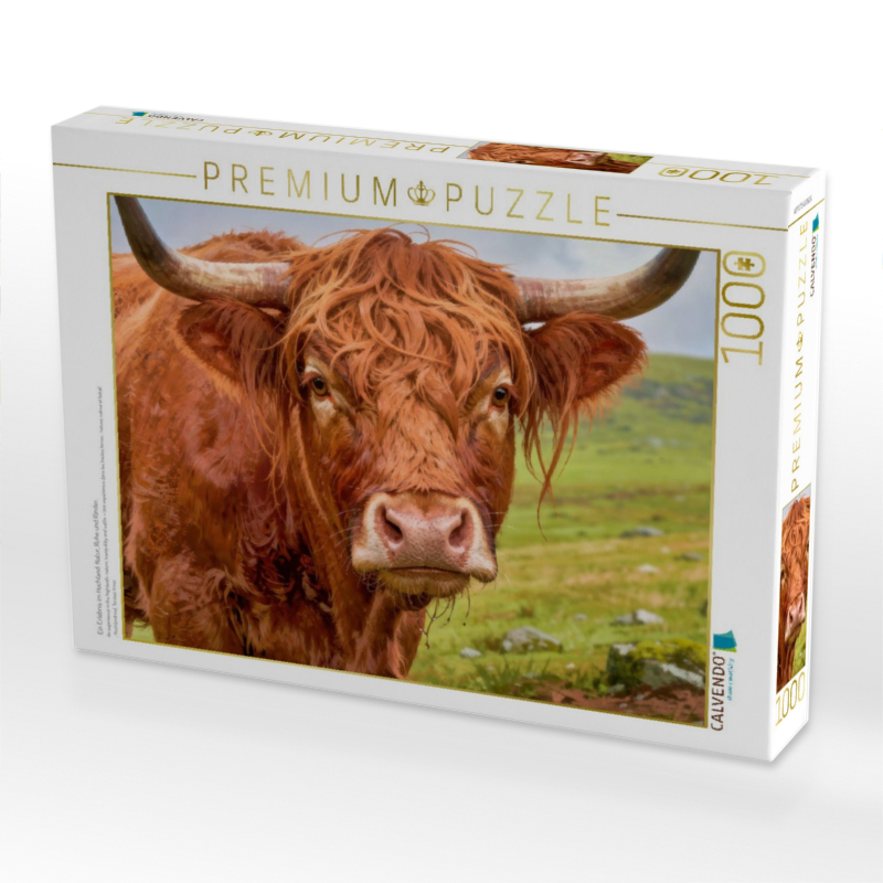 Ein Erlebnis im Hochland: Natur, Ruhe und Rinder.