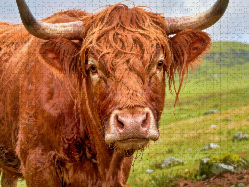 Ein Erlebnis im Hochland: Natur, Ruhe und Rinder.