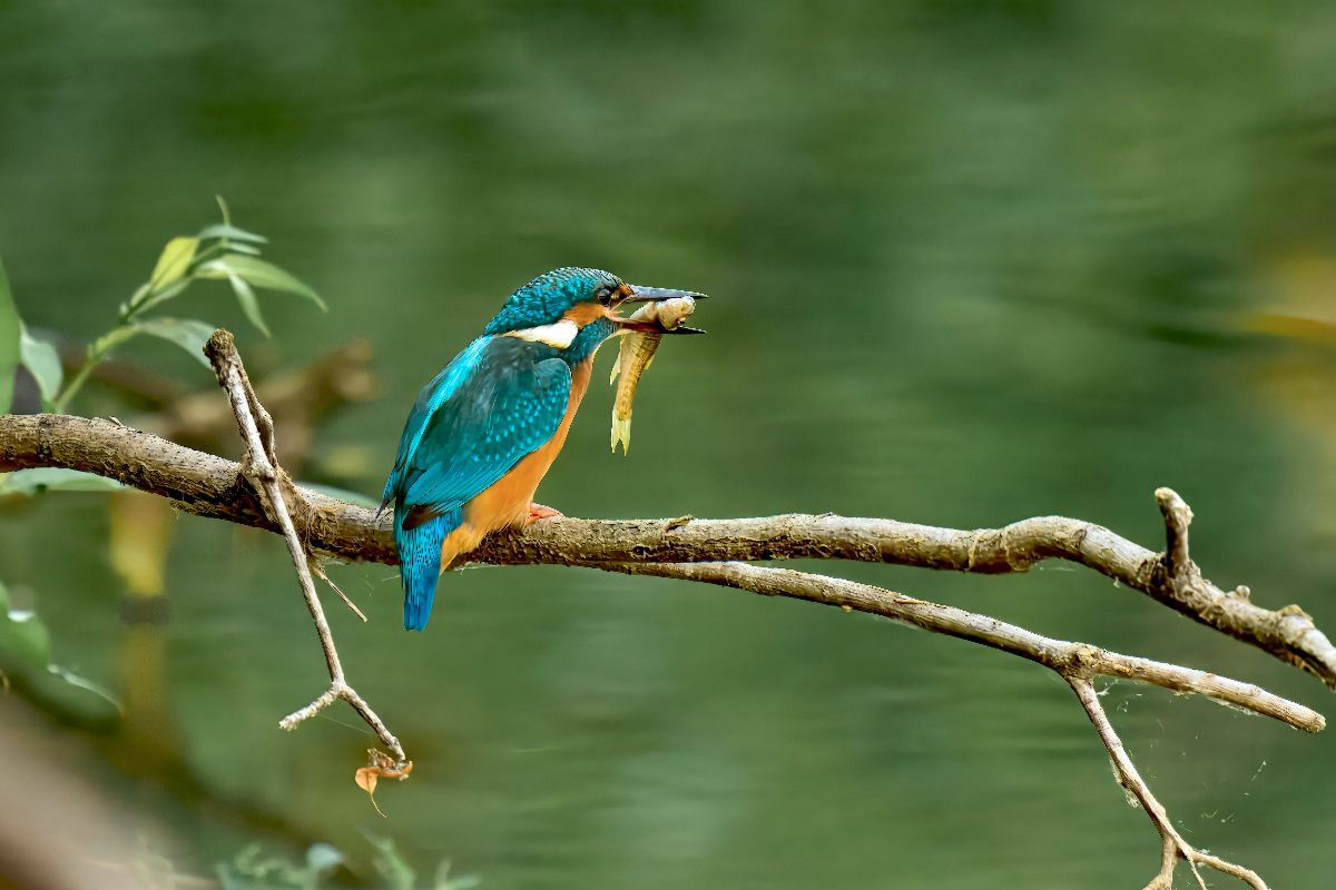 Mitteleuropäischer Eisvogel an der Ahr