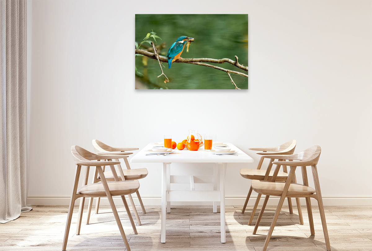 Mitteleuropäischer Eisvogel an der Ahr