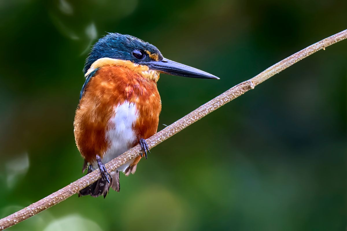 Erzfischer aus Costa Rica