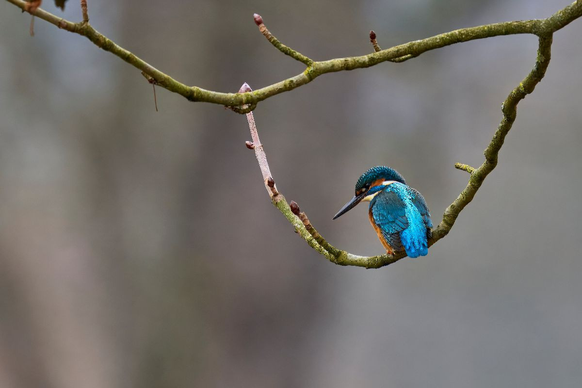 Mitteleuropäischer Eisvogel an der Ahr