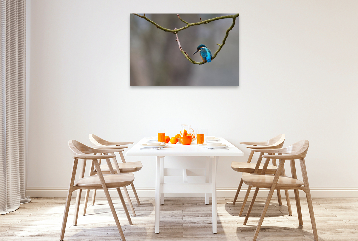 Mitteleuropäischer Eisvogel an der Ahr