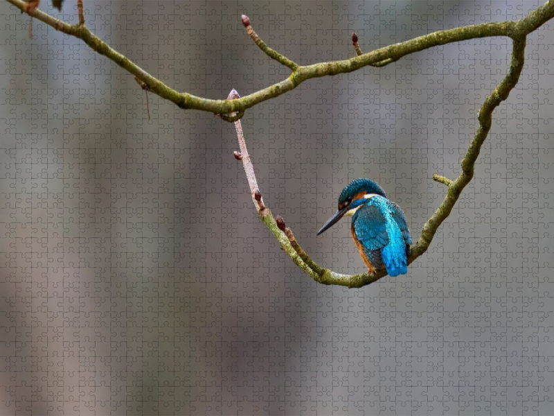 Mitteleuropäischer Eisvogel an der Ahr