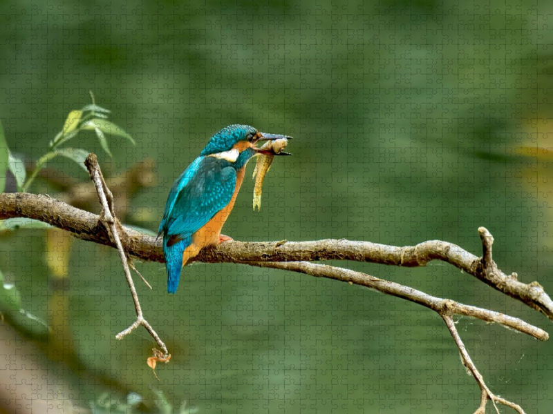 Mitteleuropäischer Eisvogel an der Ahr